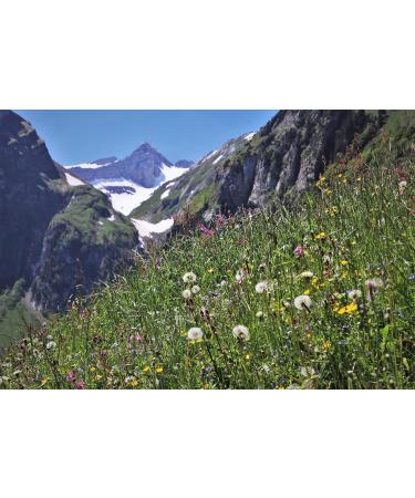  AMA-Feinkost Spicy Infusion without (50g) - Buy Online on GoSupps.com