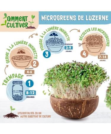 ZenGreens - Organic wheat seeds - Choose between 10g 200g and 500g - Wheat seeds with germination rate above 97% - Microgreens - Buy Online on GoSupps.com