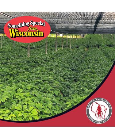 Dairyland American Ginseng Extract 2 Fl oz Authentic Wisconsin Ginseng Liquid for Healthy Energy Vitality Mood and More- Non-GMO Gluten Free - Ginseng Herb Supplement for Daily Use American Ginseng Extract 2 Fl O  - Buy Online on GoSupps.com