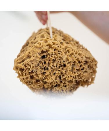 Jordan Benedict Natural Sea Sponge - XXL for Bath and Shower - Pack of 1 - Buy Online on GoSupps.com