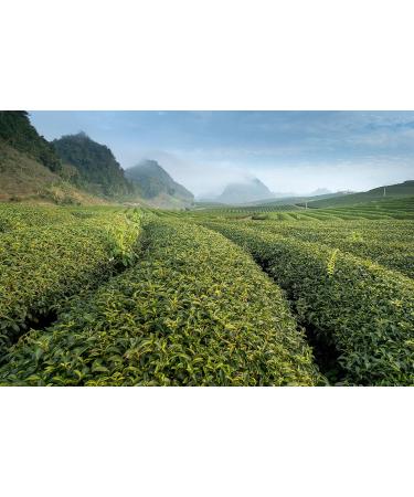 Dethlefsen Balk teemando 1 kg matteemix Mate colorful berry mix blueberry sandthornnut flavored - Buy Online on GoSupps.com