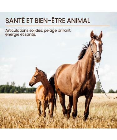 VET Flaxseed Oil Animal Food | Digestion Heart Blood Vessels | Omega 3-6-9 Vitamins A-D-E-K | Subst - Buy Online on GoSupps.com