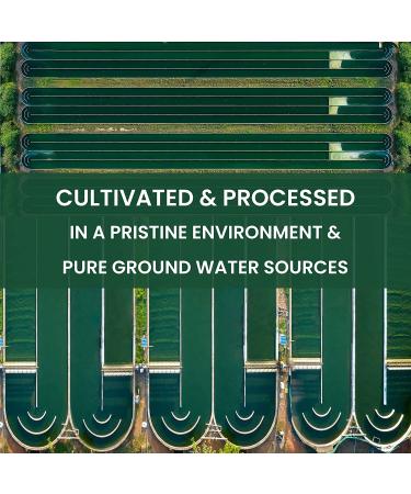 Avira Organic Spirulina Powder - 4 Oz Green Superfood for Smoothies, Juices - Vegan, Non-GMO, Resealable Bag - Buy Online on GoSupps.com