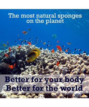 Natural Grass Sea Sponge for Bathing - Large Size | Shower Sponge for Adults and Children - Pack of 1 - Buy Online on GoSupps.com