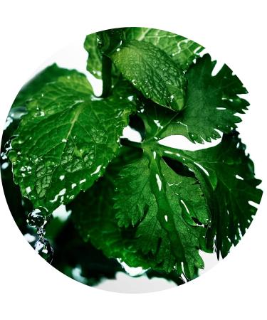 Davidoff Cool Water Men's Deodorant Stick With Notes of Coriander Mint Lavender & Amber 2.5 fl oz. 2.4 Ounce (Pack of 1) - Buy Online on GoSupps.com