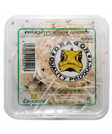 Drosophila Hydei Large 500ml Tin