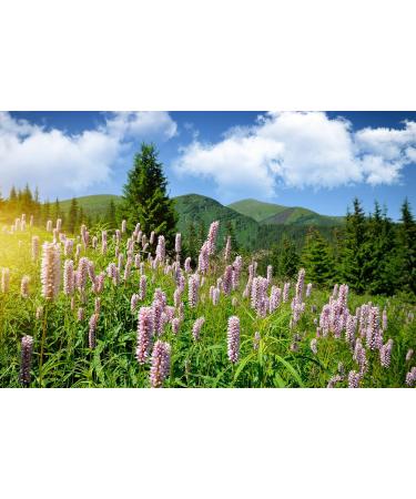 Bistort Rhizome (Polygonum Bistorta - Bisortae Rhizoma) / Renou e Bistorte Rhizome - Health Embassy - 100% Natural (100g) - Buy Online on GoSupps.com