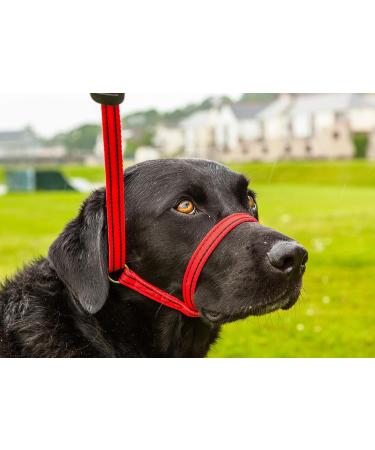 Gencon All-in-1 Headcollar and Lead Right-handed Coffee/Cream - Buy Online on GoSupps.com