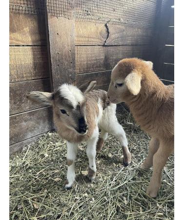 Organic Bruce Jewce Gourmet Mouthrinse 15 oz - Natural Mouthwash for Dry Mouth, Gingivitis & Tooth Decay - Non-Alcoholic Formula with No Fluoride - Suitable for Adults & Kids - Buy Online on GoSupps.com