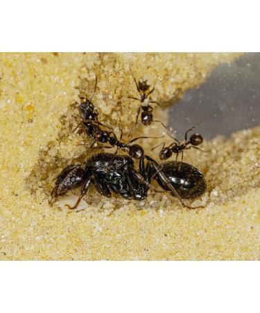 AntHouse - Natural Sand Ant | Medium Red 3D Set (Sandwich + Food Box) | Including Ant Colony - Buy Online on GoSupps.com