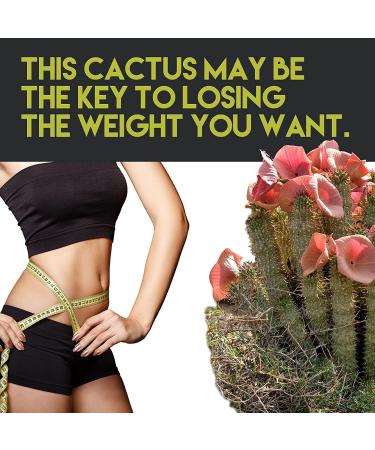 Allied Life Hoodia Gordonii Vegan Appetite Suppressant - 60 Capsules - Buy Online on GoSupps.com