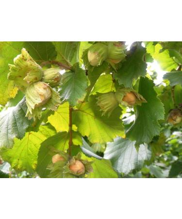 Premium German Hazelnuts - Perfect for Humans & Animal Feed - 1 kg Whole Nuts for Squirrels Rodents & Parrots - Buy Online on GoSupps.com