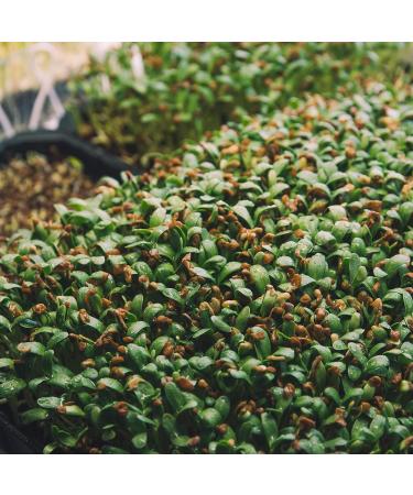 Certified Organic 500g Fenugreek Seeds - 100% Natural and Additive-Free - Buy Online on GoSupps.com