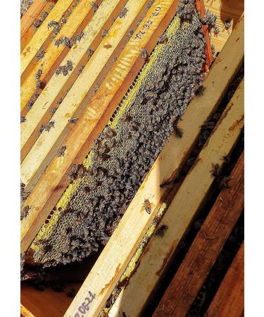 Award Winning Bee Pollen Infused Honey 240g (1 Star Great Taste Award 2022) - Buy Online on GoSupps.com