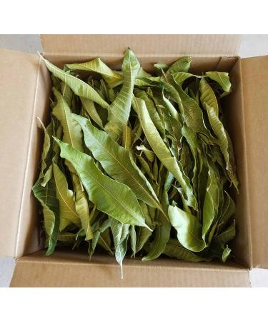 Artistic Solutions Organic Mangifera indica Dried Dry Mango Leaves Leaf forTea 50g (approx 35-45 Leaves)