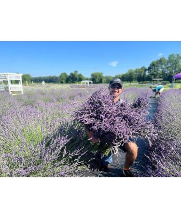 Lavender Hydrosol Floral Water 64 oz - Distilled on Our USA Lavender Farm Facial Toner Aromatherapy Linen & Room Mist 1 Count (Pack of 1) - Buy Online on GoSupps.com