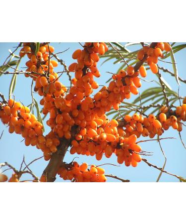100% Natural Cold Pressed Cedar Nut Oil with Sea Buckthorn - High-Quality Pine Core Oil | 100ml - Buy Online on GoSupps.com