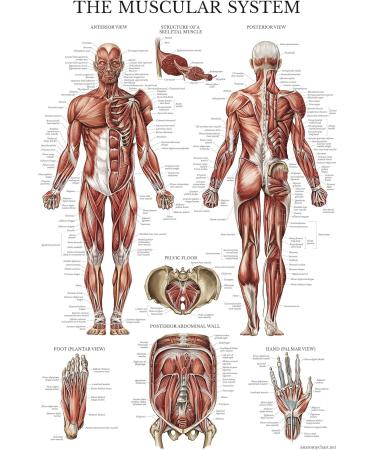 Palace Learning Laminated Poster for Stretching & Muscle Exercises - Training Routine & Anatomy Diagram (45.7 x 61 cm 18 x24 ) - Perfect for International Shipping - Buy Online on GoSupps.com