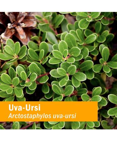 Herb Pharm Uva Ursi Liquid ExtraStrength for Urinary Support - 1 Fl Oz (Pack of 1) - Buy Online on GoSupps.com