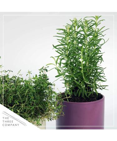 Live Aromatic Rosemary in Decorative Pot - Set of 6 | Healthy and Vibrant Display - Buy Online on GoSupps.com