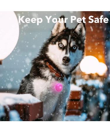 Homeet 6-Pack LED Dog Safety Flashing Light - Clip-On Luminous Band with 3 Flashing Modes for Pet Safety - Buy Online on GoSupps.com