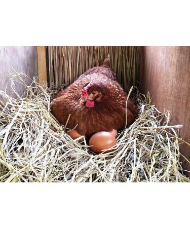 Organic Blue Mountain Hay Bedding Straw for Small Pets & Chickens - 3 lb Fresh Farm Delivery - Buy Online on GoSupps.com