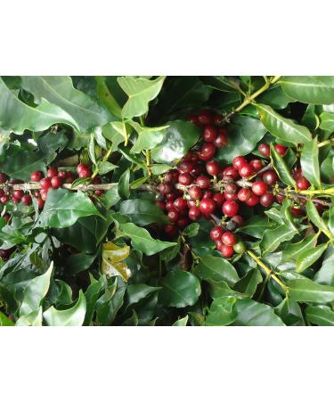 CAFES GUILIS FROM 1928 LOVERS OF COFFEE 100% Arabica Ground Coffee - Supreme Quality Intense Espresso Blend - 1kg Box - Buy Online on GoSupps.com