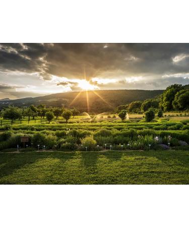  Ricola Ricola Tisana Distensive Relax Pack 12 x 200 g - Buy Online on GoSupps.com