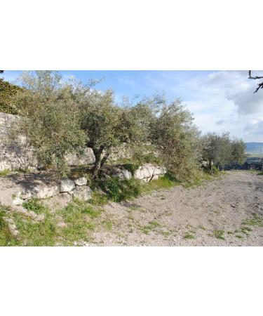 GIANNONE ESTATE Tenuta Giannone Il SALTO Extra Vierge Olijfolie 100 Italiaans Fles 500 ml - Buy Online on GoSupps.com