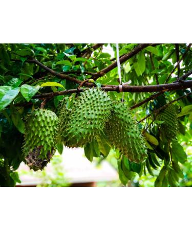 Dried Graviola Leaves Dried Soursop Tea Leaves Hojas de Guanabana 4 oz (113 G) - Buy Online on GoSupps.com