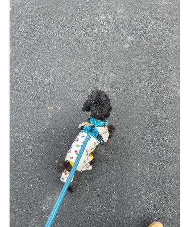 TRUE LOVE Padded Reflective Dog Leash - 110cm Blue M | Safe Puppy Walking Lead - Buy Online on GoSupps.com