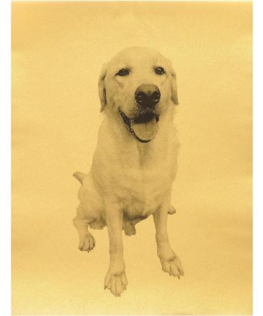 Quotidian Pale Gold Vellum Paper Sheets 8.5x11 inch 100gsm - Pack of 50 | Translucent Printable Tracing Paper for Sketching and Drawing - Buy Online on GoSupps.com