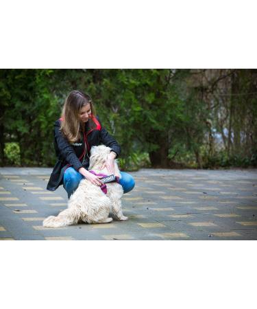 Julius K9 Belt Harness M/0 Pink-Grey | Stylish & Durable Dog Harness for International Shipping - Buy Online on GoSupps.com