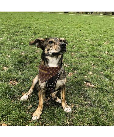 printplanet Dog Scarf - Customizable Name/Text - Stylish Logo Pattern - Size S - Buy Online on GoSupps.com