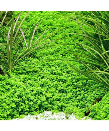 Dwarf Baby Tears / Hemianthus callitrichoides 'Cuba' - In-Vitro - Buy Online on GoSupps.com