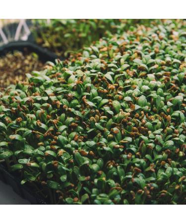 Fenugreek seeds 1 kg - LA PLANTIGO - Buy Online on GoSupps.com