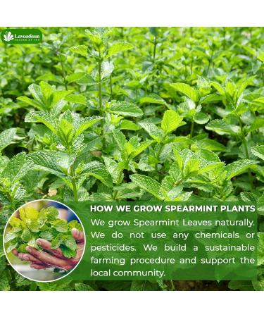 Lavendium Premium 30 Spearmint Tea Bags 100% Natural & Pure from Spearmint Leaves. Loose Leaf Spearmint Herbal Tea. Made with Natural Material Tea Bags. No Sugar No Caffeine No Gluten Vegan. - Buy Online on GoSupps.com