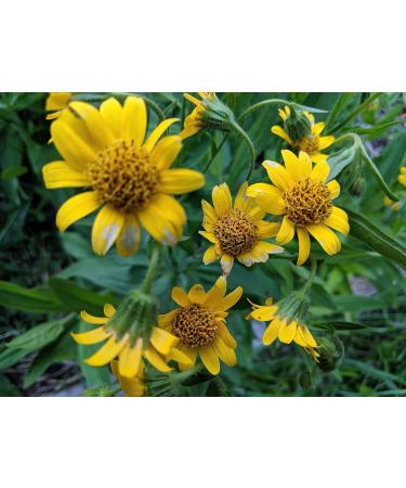 Catskills Comfrey Arnica & Calendula (4oz) 3 in 1 Comfrey Salve for Bone Healing Organic Comfrey Oil Cream Only 4 Natural Ingredients Home-Grown & Home-Made Multi-use Natural Skincare 4 Ounce - Buy Online on GoSupps.com