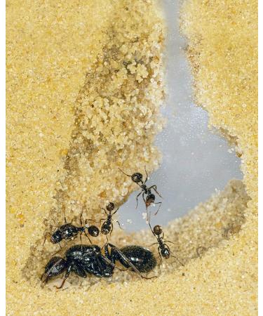 AntHouse - Natural Sand Ant | Medium Red 3D Set (Sandwich + Food Box) | Including Ant Colony - Buy Online on GoSupps.com