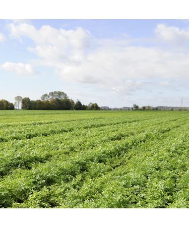 Knorr Herb & Butter Rice Sides - 5.4 oz (Pack of 8) | No Artificial Flavors, Preservatives, or MSG - Buy Online on GoSupps.com