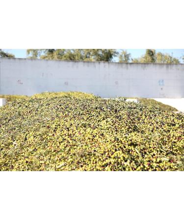  Frantoio Oleario Cirulli 750ml Bottle - Organic Extra Virgin Italian Olive Oil - Organic Cold Extracted - Buy Online on GoSupps.com