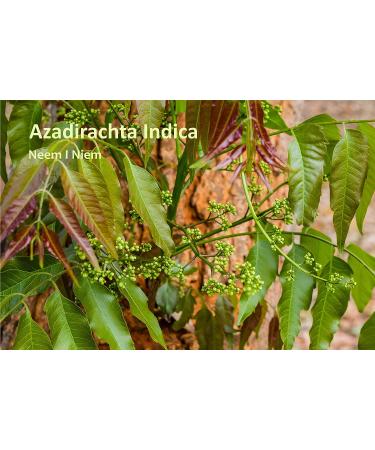 Sorion Cream Sensitive - Ayurvedic Treatment for Skin Irritation, Neurodermatitis, Psoriasis - Buy Online on GoSupps.com