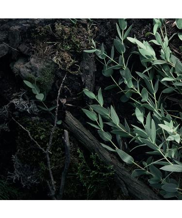 Dove Men+Care Revitalizing 2-in-1 Shampoo and Conditioner - Eucalyptus & Birch, 90% Naturally Derived, 12 Fl Oz (Pack of 4) - Buy Online on GoSupps.com