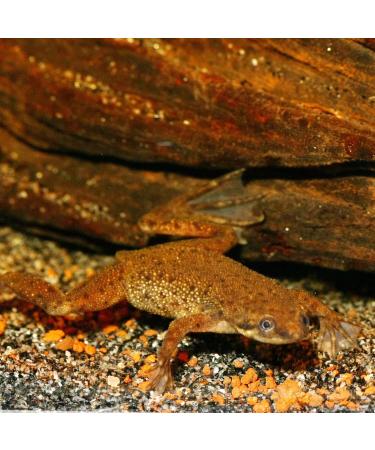 JBL PRONOVO LOTL GRANO M 250ml - Buy Online on GoSupps.com