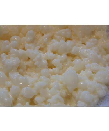 Buy 10g Organic Milk Kefir Grains | Tibetan Mushrooms & Snow Lotus - Premium Quality for Gut Health - Buy Online on GoSupps.com