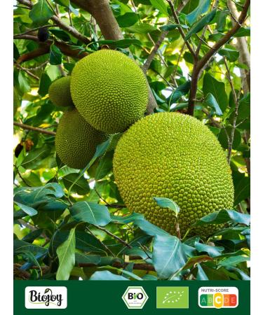  Biojoy Biojoy Organic Dried Jackfruit (500g) Jackfruit Pieces Sulfur-Free - Buy Online on GoSupps.com