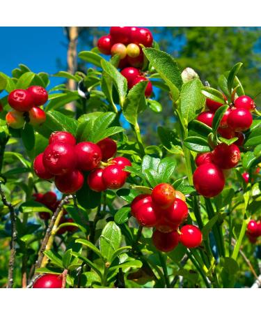  LA PLANTIGO Dried cranberries in pieces 1000 g - LA PLANTIGO - Buy Online on GoSupps.com