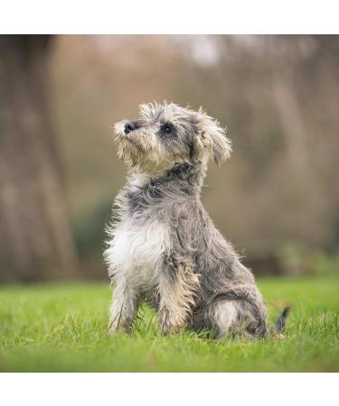 Eukanuba Dog Puppy Dry Food For Medium Breed Chicken 3Kg - Buy Online on GoSupps.com