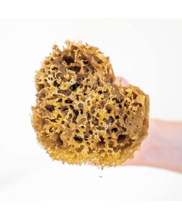 Jordan Benedict Natural Sea Sponge - XXL for Bath and Shower - Pack of 1 - Buy Online on GoSupps.com