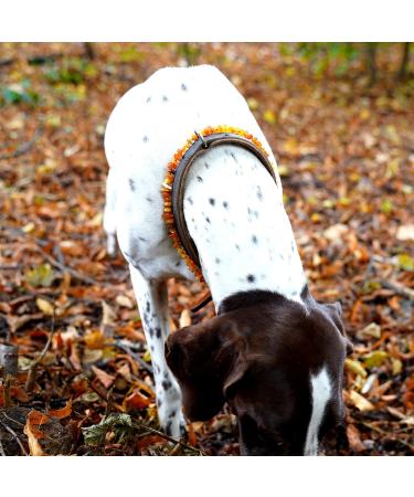 Chronobalance Amber Dog Collar | Real Amber Chain with Leather Closure | Adjustable & Eco-Friendly | Sizes for Small & Large Dogs (40-45cm) - Buy Online on GoSupps.com